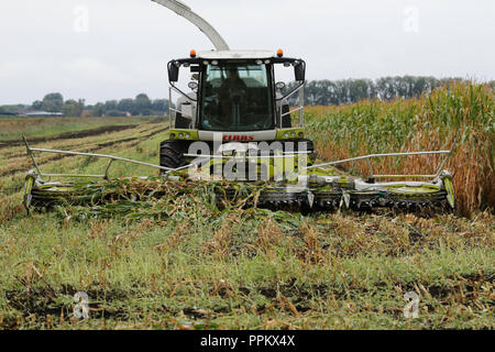 Mais wird in Suffolk Fens für anaerobic digester Kraftstoff geerntet Stockfoto