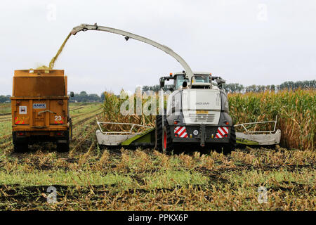 Mais wird in Suffolk Fens für anaerobic digester Kraftstoff geerntet Stockfoto