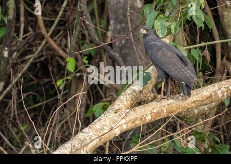 Pacaya Samiria Reservat, Peru, Südamerika. Nach großen Black Hawk in einem Baum. Stockfoto