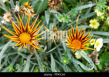 Gazania Blume auf Hintergrund grün Blatt wächst im Jahr Garten Stockfoto