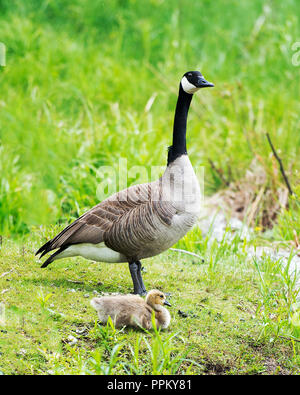 Kanadische Gänse mit Babys genießen ihre Umgebung. Stockfoto