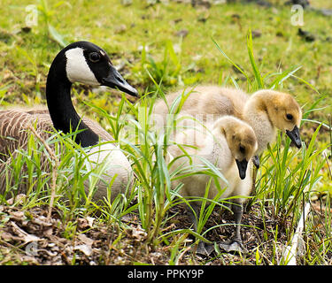 Kanadische Gänse mit Babys genießen ihre Umgebung. Stockfoto