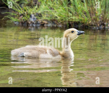 Kanadische Gänse baby genießen ihre Umgebung. Stockfoto