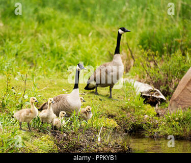 Kanadische Gänse mit Babys genießen ihre Umgebung. Stockfoto