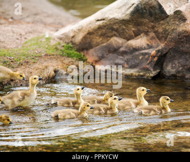 Kanadische Gänse baby genießen ihre Umgebung. Stockfoto