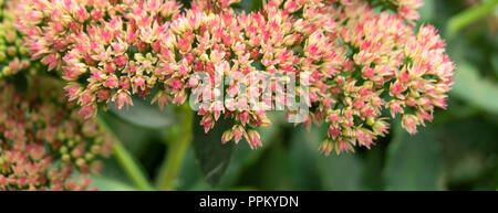 Schöne Staude Blume wächst im Garten auf Hintergrund grün Blatt Stockfoto