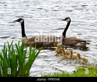 Kanadische Gänse mit Babys genießen ihre Umgebung. Stockfoto