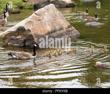 Kanadische Gänse mit Babys genießen ihre Umgebung. Stockfoto