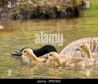 Kanadische Gänse mit Babys genießen ihre Umgebung. Stockfoto