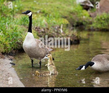 Kanadische Gänse mit Babys genießen ihre Umgebung. Stockfoto