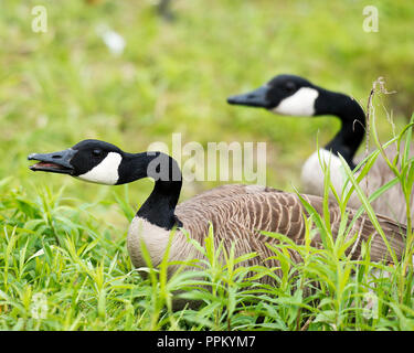 Kanadische Gänse genießen ihre Umgebung. Stockfoto