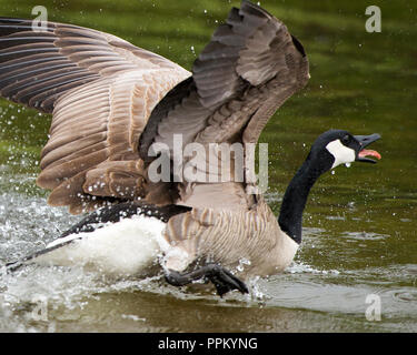 Kanadische Gänse genießen ihre Umgebung. Stockfoto