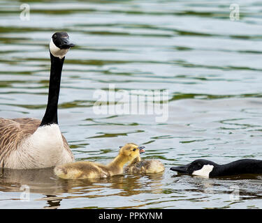 Kanadische Gänse und Babys genießen ihre Umgebung. Stockfoto