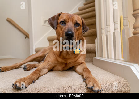 Red Fox (oder Foxred) Labrador 'Mitchell' liegend auf die Landung eines Treppenhaus. Stockfoto