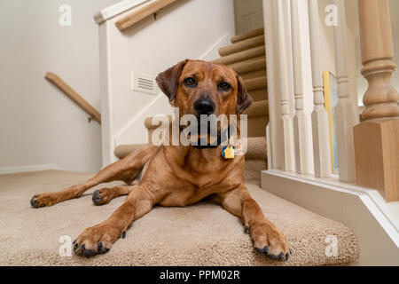 Red Fox (oder Foxred) Labrador 'Mitchell' liegend auf die Landung eines Treppenhaus. Stockfoto