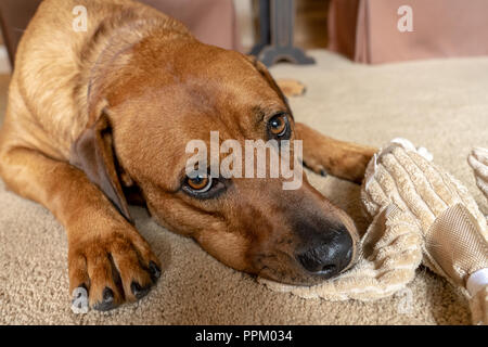 Red Fox (oder Foxred) Labrador 'Mitchell' liegen auf dem Boden und kaute seinen gefüllte Ente Spielzeug. Stockfoto