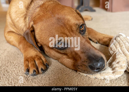 Red Fox (oder Foxred) Labrador 'Mitchell' liegen auf dem Boden und kaute seinen gefüllte Ente Spielzeug. Stockfoto