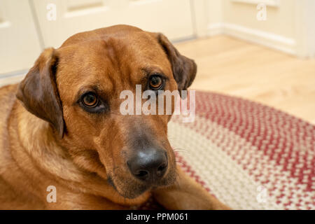 Porträt eines Red Fox (oder Foxred) Labrador 'Mitchell' auf dem Boden liegt. Stockfoto