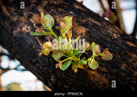 Neues Leben sprießen von Gum Tree in Western Australia Stockfoto