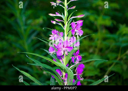 Die Blumen blühen Sally. Ivan-Tea Stockfoto