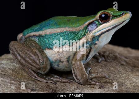 Gemeinsame grünen Frosch (Hylarana Erythraea) Stockfoto