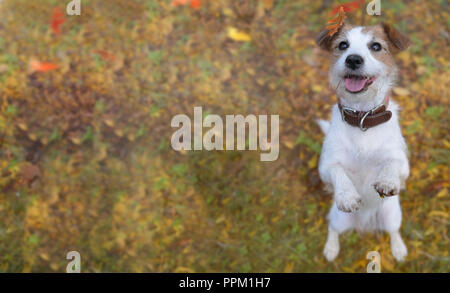 BANNER DER EIN PORTRÄT SÜSSE JACK RUSSELL HUND steht auf zwei Beinen auf Braun und Gelb Herbst Hintergrund Stockfoto