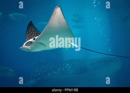 Gefleckte Adlerrochen (Aetobatus narinari) und Walhai (Firma IPCON typus) am Georgia Aquarium in der Innenstadt von Atlanta, Georgia. (USA) Stockfoto