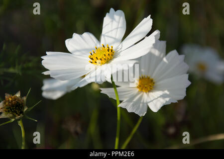 Nahaufnahme von zwei weiße cosmea Blüten Stockfoto