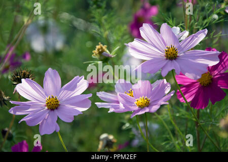 Nahaufnahme der cosmea rosa Blumen auf einem Blumenbeet Stockfoto