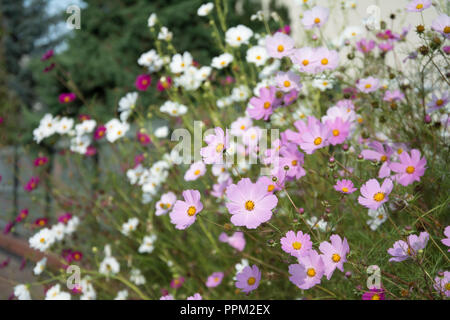 Blumenbeet mit rosa, weiß und lila Blumen cosmea Stockfoto