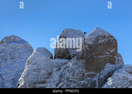 Gemse (rupicapra Carpatica) auf Berg. Ciucas Berge, Rumänien Stockfoto