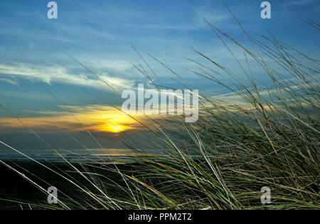 Sonnenuntergang und Europäischen Gräser. Costa Nova, Ílhavo. Portugal Stockfoto