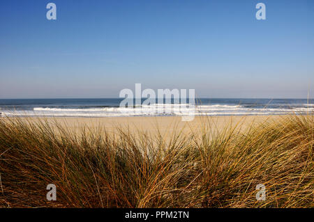 Der Strand von Costa Nova mit Sanddünen und Europäischen Gräser, Portugal Stockfoto