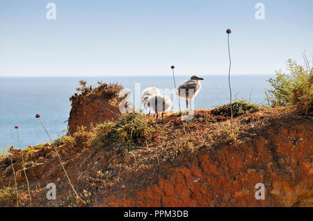 Seagull Cubs, Lagos, Algarve. Portugal Stockfoto