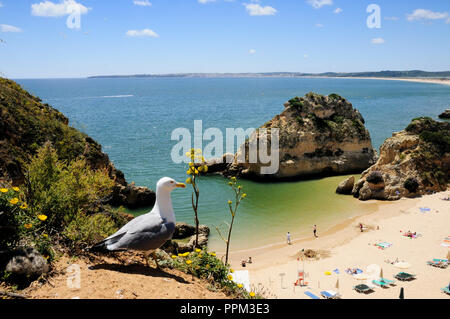 Praia dos Três Irmãos und Möwen, Algarve, Portugal Stockfoto