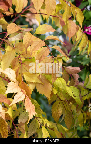 Campsis x tagliabuana 'Madame Galen'. Trompete Kriechgang 'Madame Galen' Laubfärbung im Spätsommer Stockfoto