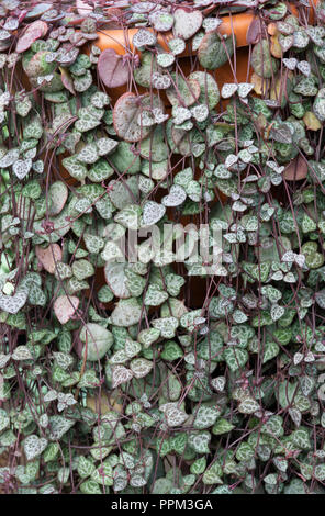 Ceropegia woodii. String der Herzen Laub Stockfoto