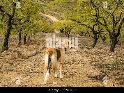 Alert Hunde auf Feldweg durch almond tree Grove führende, hillside Axarquia, Andalusien, Spanien Stockfoto