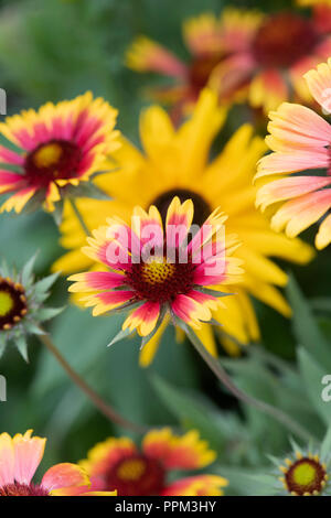 Gaillardia pulchella. Decke Blume Stockfoto