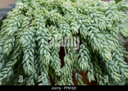 Sedum Morganianum. Burro's Tail-Blätter-Muster Stockfoto