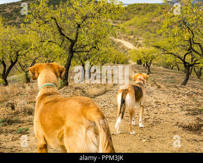 Alert Hunde auf Feldweg durch almond tree Grove führende, hillside Axarquia, Andalusien, Spanien Stockfoto