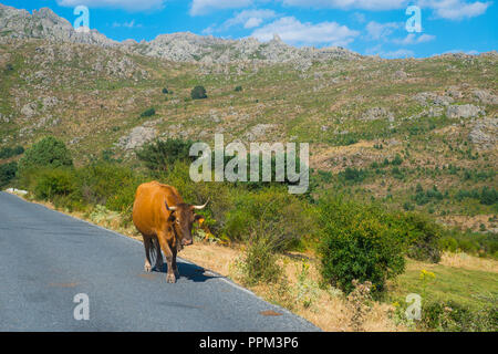 Kuh. La Barranca Tal, Sierra de Guadarrama Nationalpark, Provinz Madrid, Spanien. Stockfoto