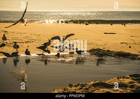 Große Gruppe von Möwen auf einem goldenen Sandstrand, bei Sonnenaufgang, auf Santa Cruz Beach, Kalifornien Stockfoto