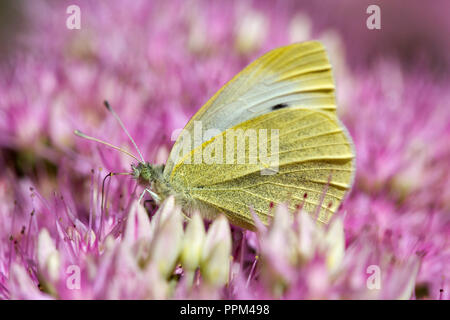 Kleine weiße Falter (Pieris rapae) auf Sedum Spectabile 'brillant' (A) Stockfoto