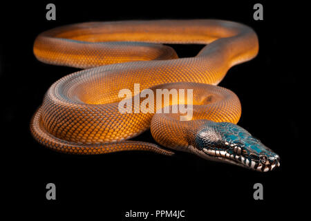 Bothrochilus albertisii/Weiß lippig Python Stockfoto