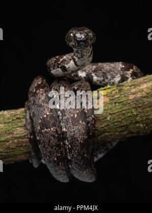 Sibon nebulatus/getrübt Schnecke Schlange ißt Stockfoto