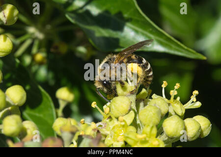 Efeubiene (Colletes hederae), die Ende September Efeunektar (Hedera helix) ernährt und Pollen sammelt, England, Vereinigtes Königreich Stockfoto