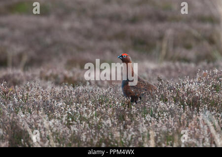 Männliche Moorschneehuhn (Lagopus lagopus scoticus) auf heideland im Peak District, Derbyshire Stockfoto