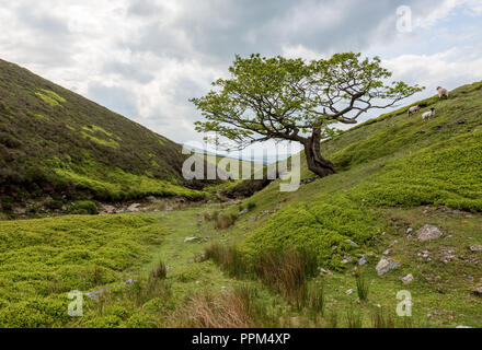 Eiche in Bray Clough in der Nähe von Glossop, Großbritannien Stockfoto