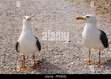 Ein paar Möwen. Weiße Vögel am Strand zu stehen und sich zu erholen. Möwen in der Nähe erschossen und posieren für die Kamera. Stockfoto